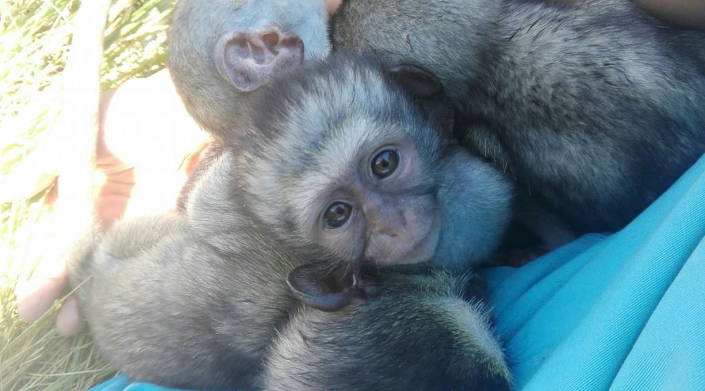 Faire du volontariat à DIY&nbsp;Wild