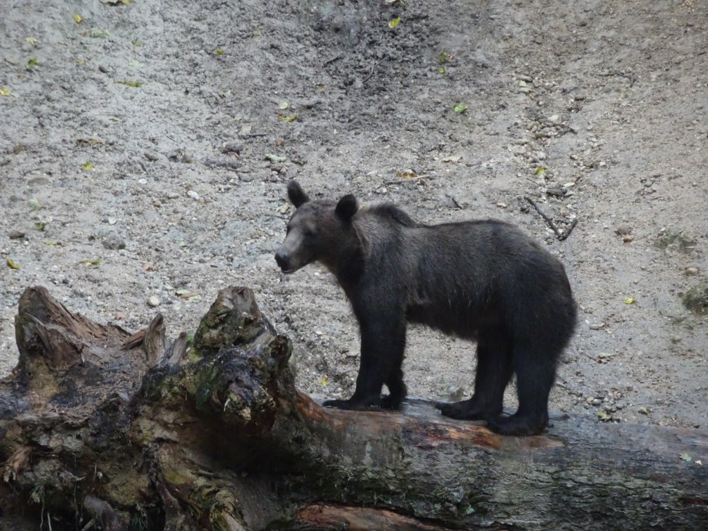 Observatoire d&rsquo;ours en pleine&nbsp;nature