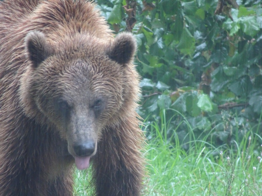 Libearty Bear Sanctuary