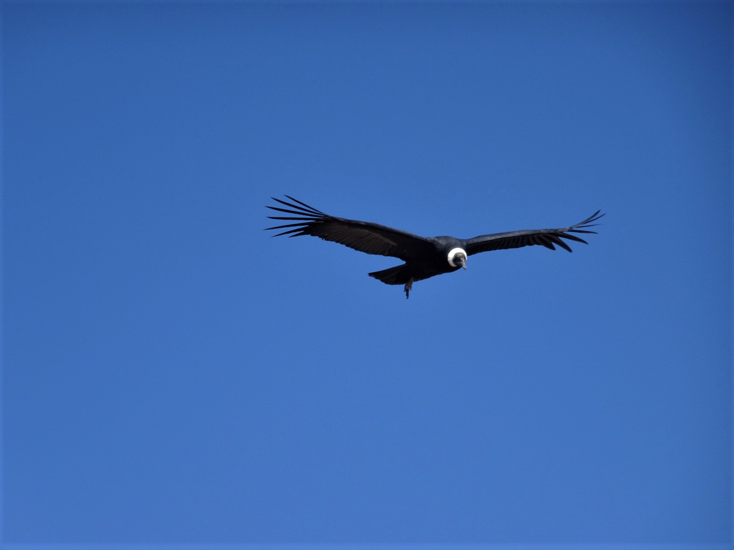 Mirador Cruz del Condor : observer les Condors