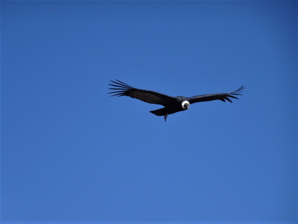 Mirador Cruz del Condor : observer les&nbsp;Condors