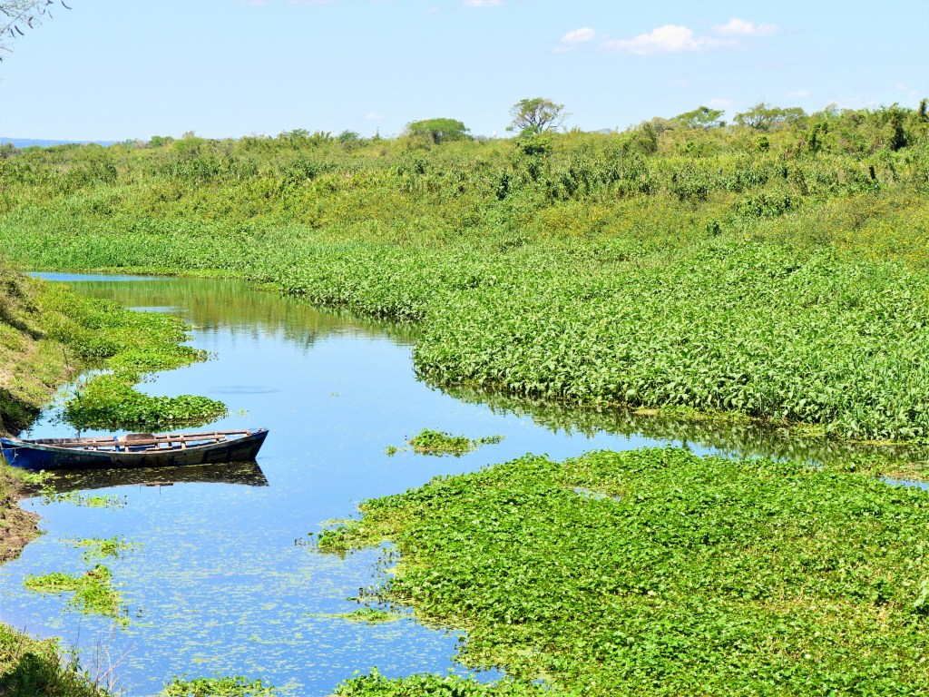 Yacaré Yrupé et ses nénuphars&nbsp;géants