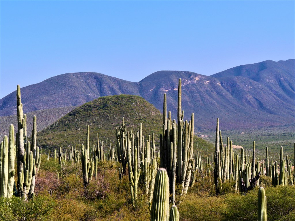 Réserve de la biosphère Tehuacán-Cuicatlán
