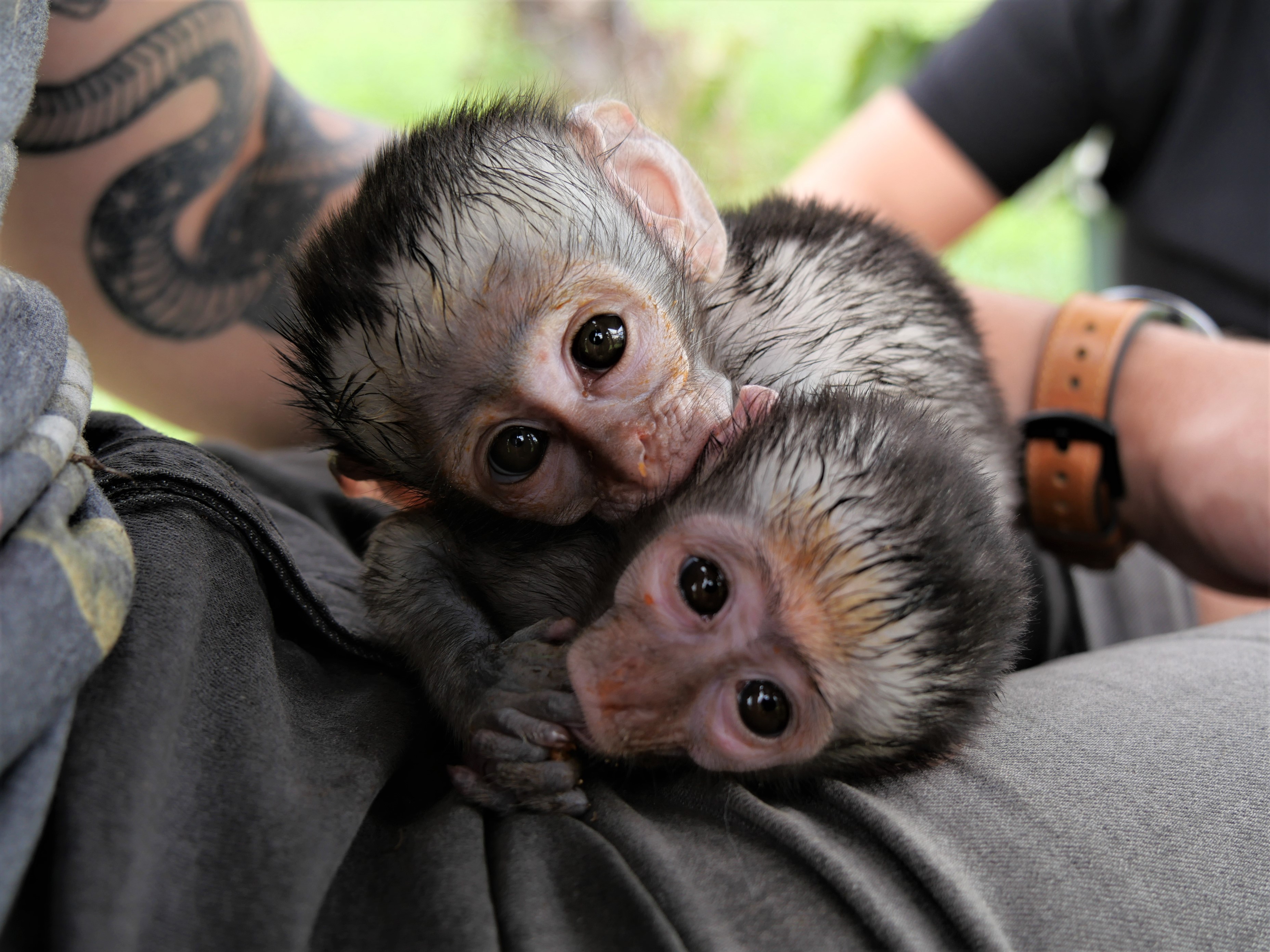 Faire du volontariat à Helping Hands for Wildlife (ex DIY Wild)