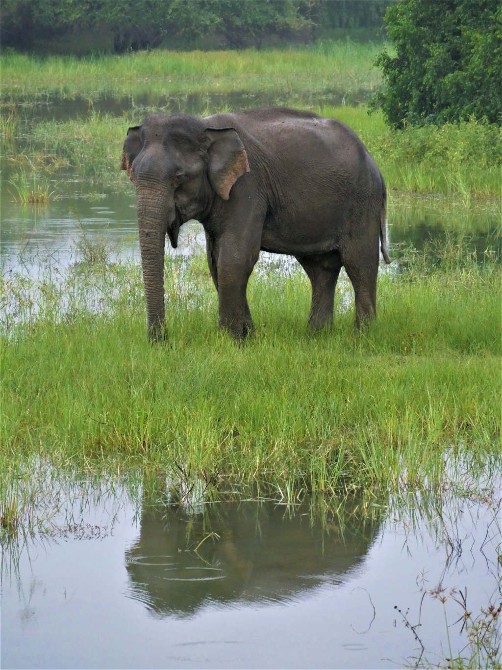 Faire un safari à Yala National&nbsp;Park