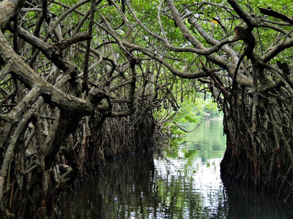 Faire de la barque dans les mangroves de Madu&nbsp;River