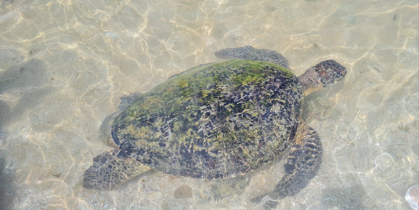 Voir les tortues marines à Turtle Beach
