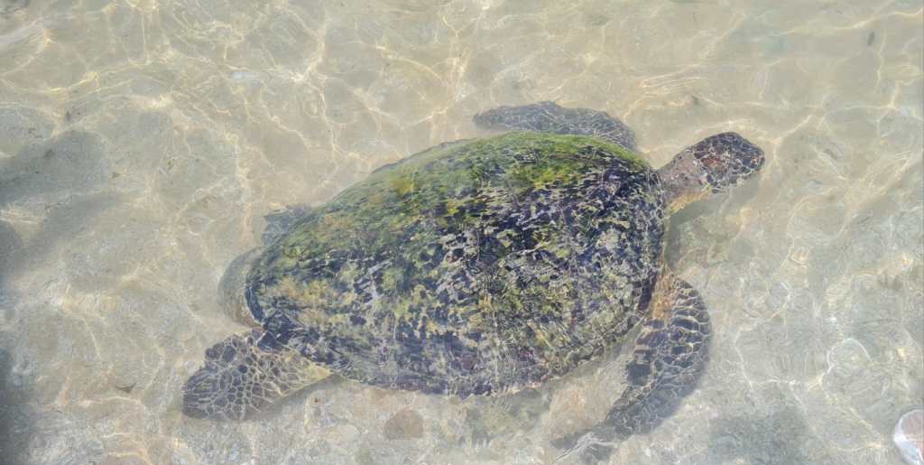 Voir les tortues marines à Turtle&nbsp;Beach