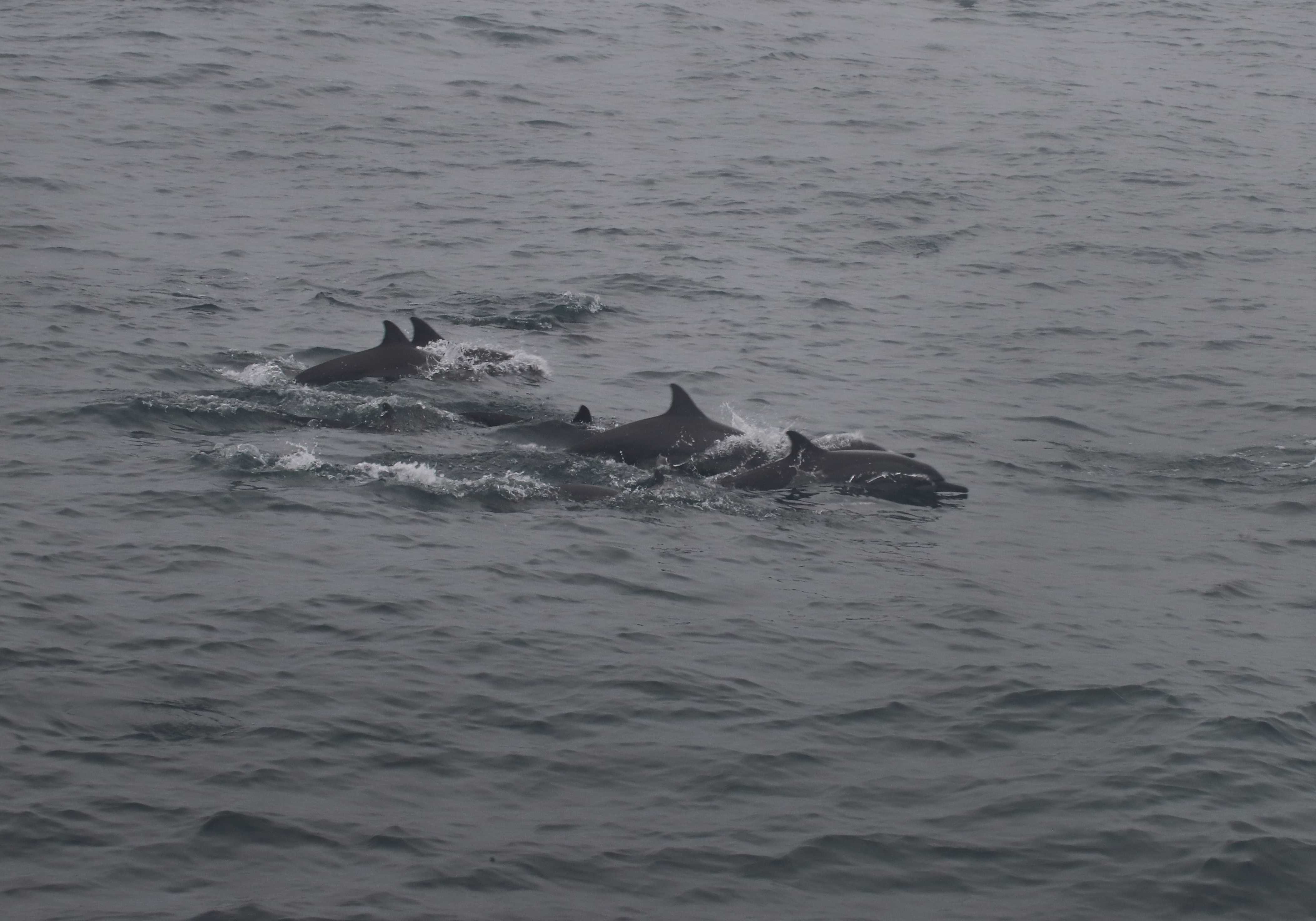 Mirissa et l&rsquo;observation de baleines/dauphins