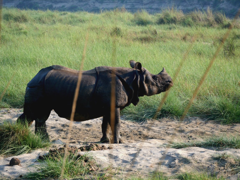 Faire un safari dans le parc national de&nbsp;Chitwan