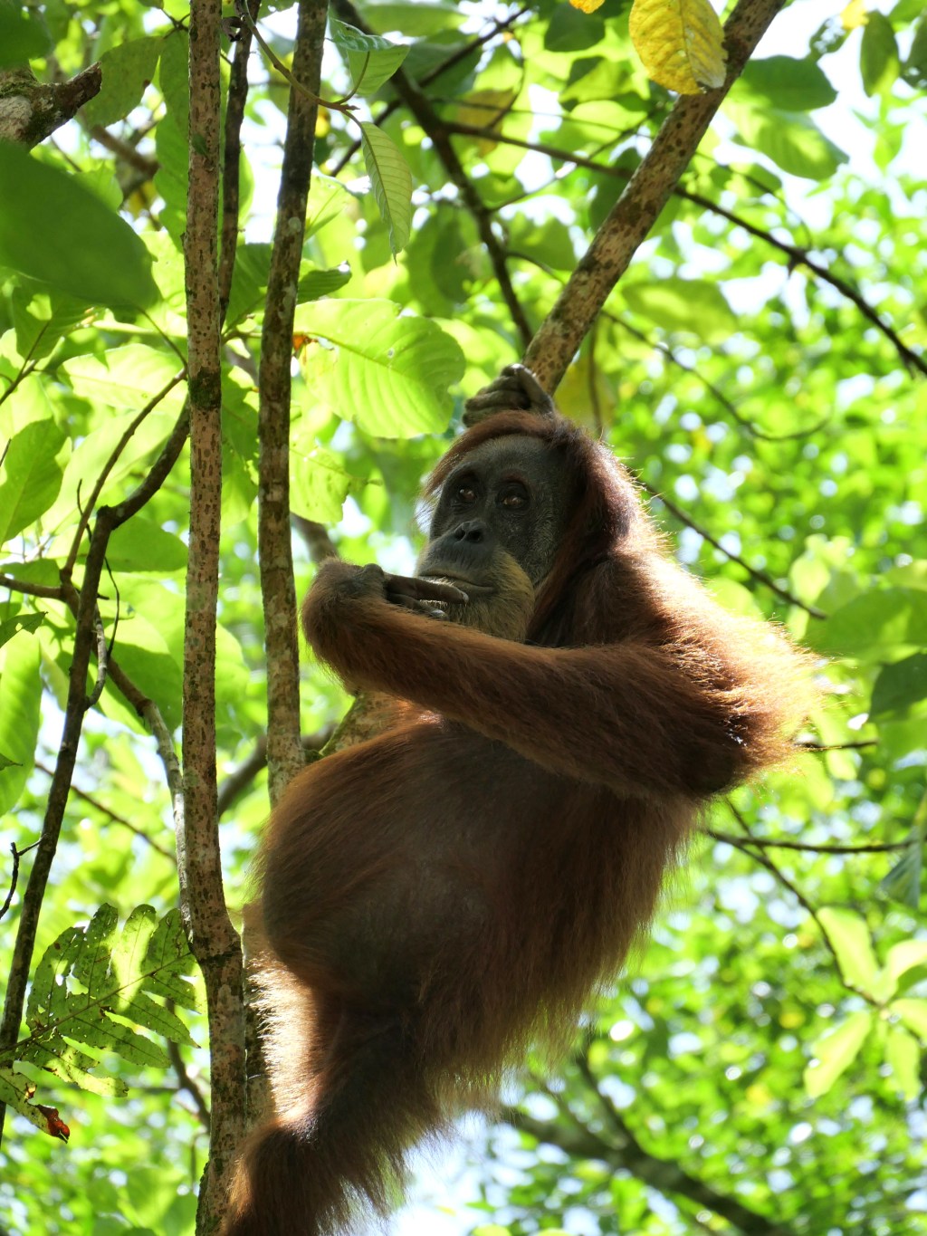 Faire un trek pour observer les orangs-outans dans la jungle de Gunung Leuser, à&nbsp;Ketambe