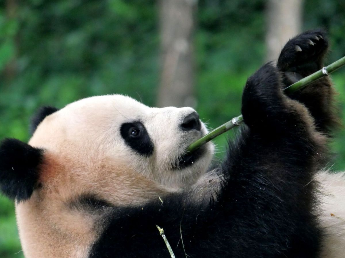 Passer une journée avec les pandas de&nbsp;Bifengxia