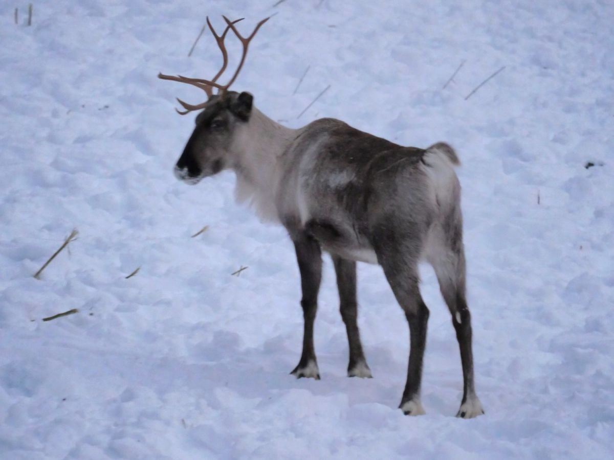 Observer les animaux sauvages près de&nbsp;Kemi